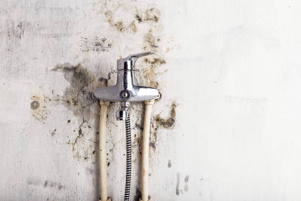 Best Black Mold Removal  in Scottdale, PA