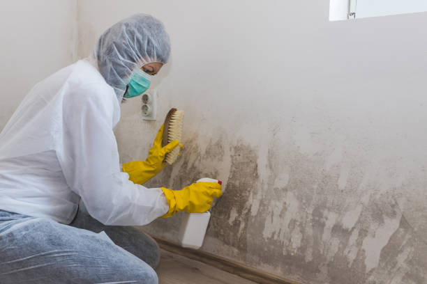 Best Mold Inspection  in Scottdale, PA