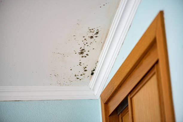 Mold Removal Process in Scottdale, PA