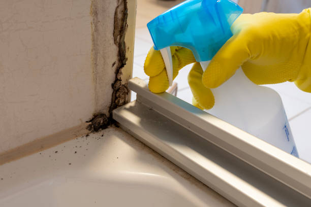 Best Office Mold Removal Services  in Scottdale, PA