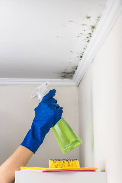 Best Fast Mold Removal  in Scottdale, PA