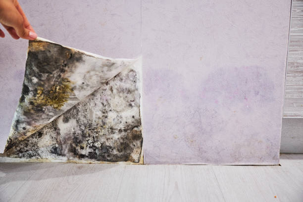 Best Best Mold Removal Companies  in Scottdale, PA